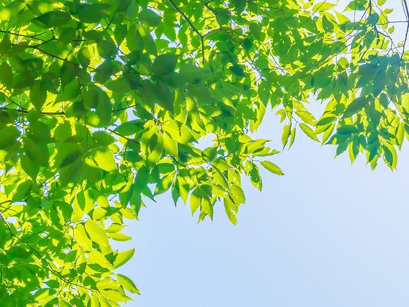 緑化管理・施工/害虫駆除消毒